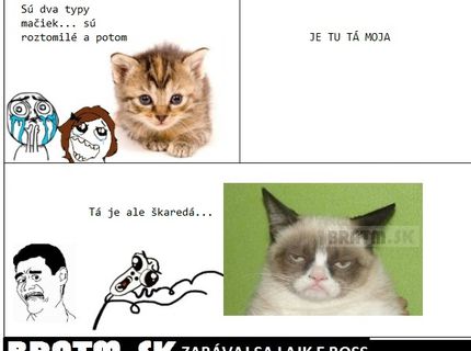 Existujú dva typy mačiek :D