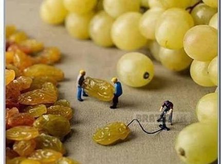 Takto vznikajú sušené hrozienka :D