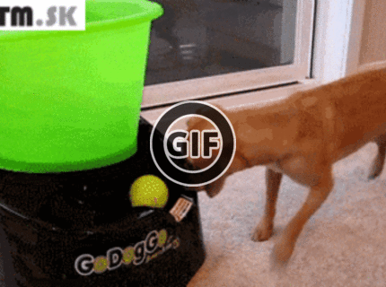 BRATM GIF: Tento psík si vystačí aj sám :D