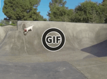 BRATM GIF: Pes skateboardista :D