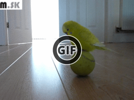 BRATM GIF: Talent z vtáčej ríše :D