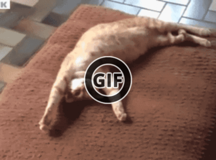 BRATM GIF: Tu je jasné, kto je pánom domu :D