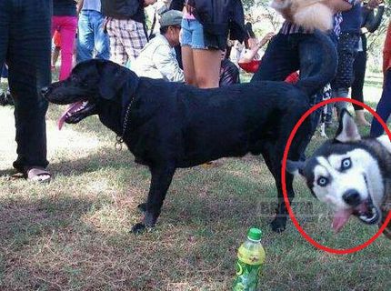 Funny psia momentka :D