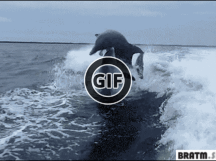 BRATM GIF: Delfínia havária :D