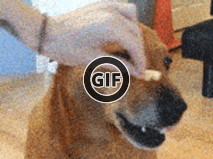 BRATM GIF: Podarený psík a jeho pamlsok :D