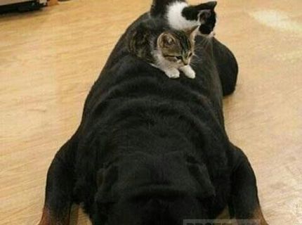 Takto vyzerá pes pod papučou :D