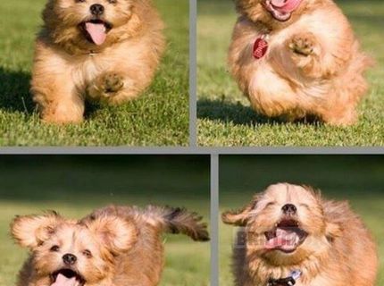 Jeej, ten je roztomilý :) :)