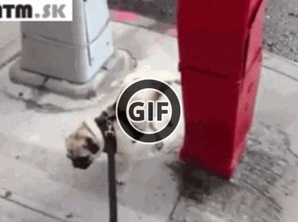 BRATM GIF: Skutočný majster v čúraní :D