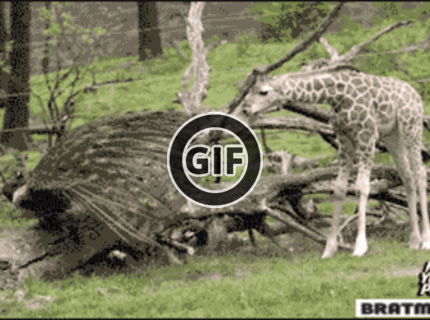 BRATM GIF: Takto vyzerá vystrašená žirafa :D