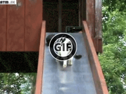 BRATM GIF: Mama mačka zbiera svoje mačiatka :D