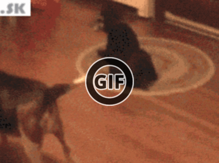 BRATM GIF: Veľmi múdry psík :D