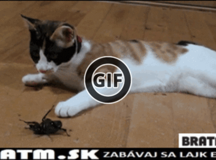 BRATM GIF: Mačky sú ako ženy :D