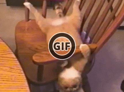 BRATM GIF: Cica vie ako na to :D