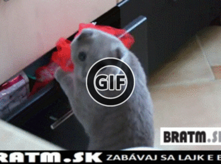 BRATM GIF: Pristihnutý pri čine :D