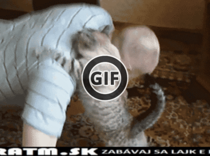 BRATM GIF: Super mačací  asistent :D