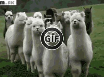 BRATM GIF: Kámo, prišiel si k nesprávnemu plotu ! :D