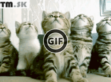 BRATM GIF: Roztomilé mačiatka :)