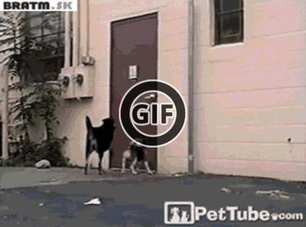 BRATM GIF:Veľký kamarát pomáha menšiemu :D
