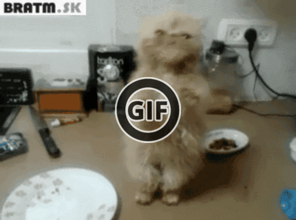 BRATM GIF: Tancujúca mačka :D