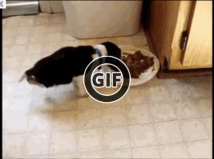 BRATM GIF: Rozkošné akrobatické šteniatko :D