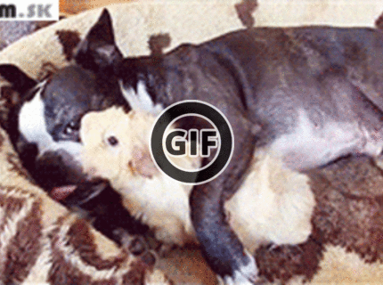 BRATM GIF: Ano, už vstávam, neotravuj ! :D