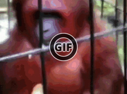 BRATM GIF: Naval sem ten banán, som hladný :D