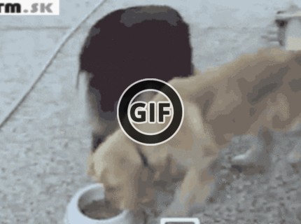 BRATM GIF: Psia chamtivosť :D