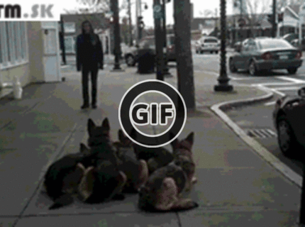 BRATM GIF: Smečka čaká na svojho pána :D