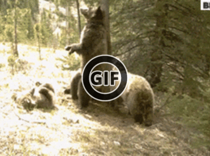 BRATM GIF: Zábava medveďov :D