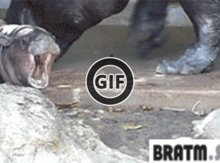 BRATM GIF: Rozkošné zívajúce tvory :D