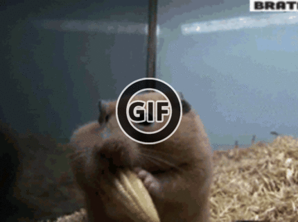 BRATM GIF: Podarené :D hlavne aby boli zásoby :D