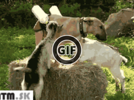 BRATM GIF: Tak toto je roztomilé :)