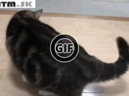 BRATM GIF: Tá mačka sa tam určite zmestí :D