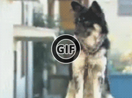 BRATM GIF: Správny strážny pes :D