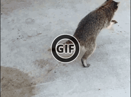 BRATM GIF: Nenápadný zlodej :D