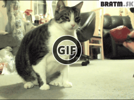 BRATM GIF: Ja neznášam jahody !!! :D :D