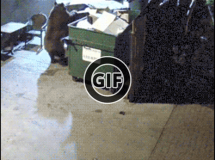 BRATM GIF: Šikovný medvedík :D