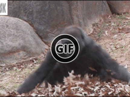 BRATM GIF: Blbnutie v lísti :D