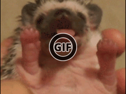 BRATM GIF: Ten je ale rozkošný :) :)