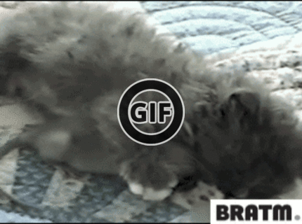 BRATM GIF: Nezvyčajné priateľstvo :)