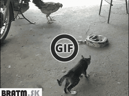 BRATM GIF: Vystrašená cica :D