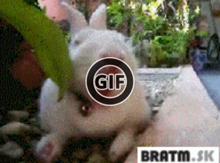 BRATM GIF: Funny zívajúce zvieratká :D