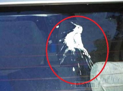 Umenie zo sveta vtákov :D to musíš vidieť :)