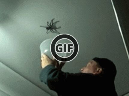 BRATM GIF: Pokus o chytenie obrovského pavúka :D