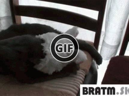 BRATM GIF: Vonku sa ochladilo, už aj mačky si obliekajú čiapky :D