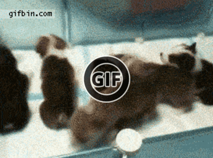 BRATM GIF: Rozkošná reakcia šteniatok :D