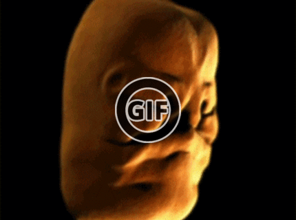 BRATM GIF: Ľudská tvár, vývoj v maternici 1.-3. mesiac :)