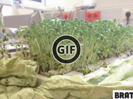 BRATM GIF: Super žartík s klávesnicou :D