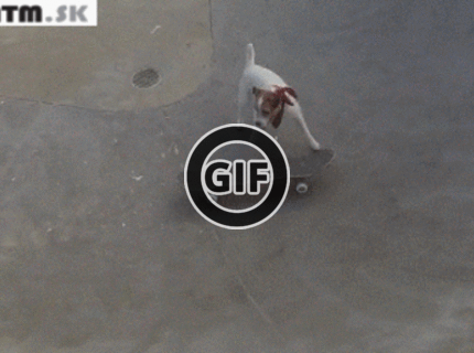 BRATM GIF: Neuveriteľné ! Aj psy dokážu triky na skateboarde :D