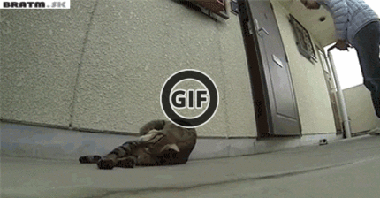 BRATM GIF: HALUZNÝ GIF MAČKA BREAK DANCE :D:D:D